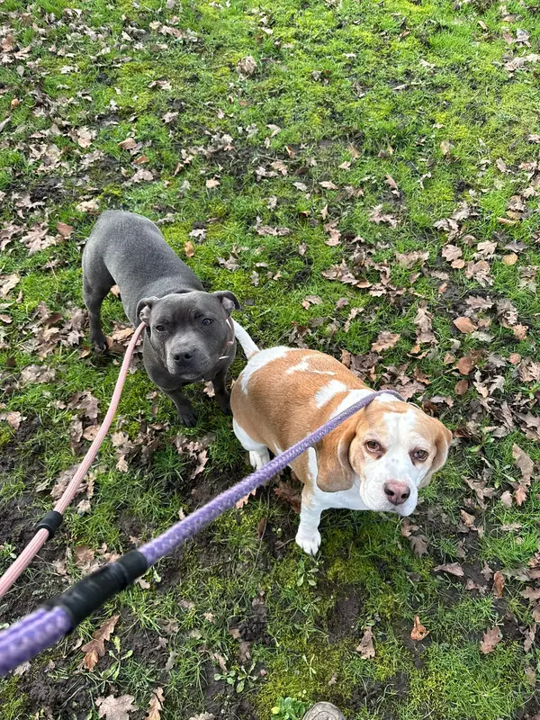 dog walking service