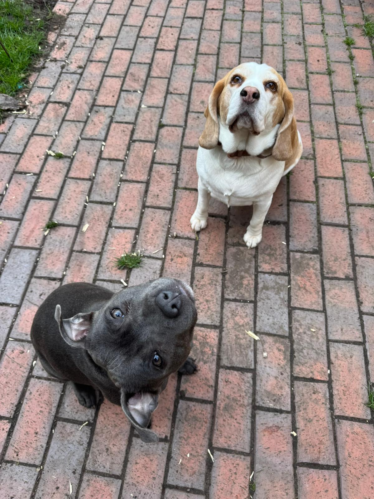 dog walkers in warrington