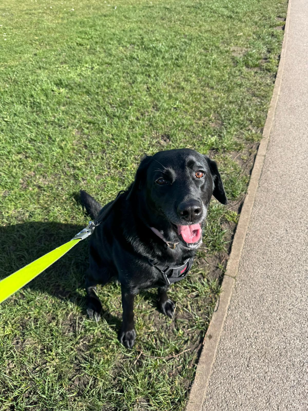 dog walker warrington