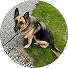 the pet concierge