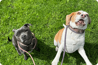 thepetconcierge.co.uk