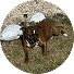 dog walking reviews