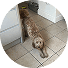dog walking reviews