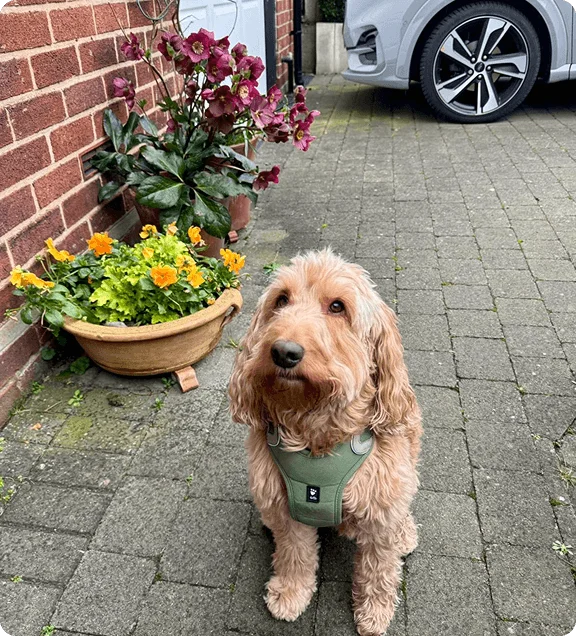 the pet concierge